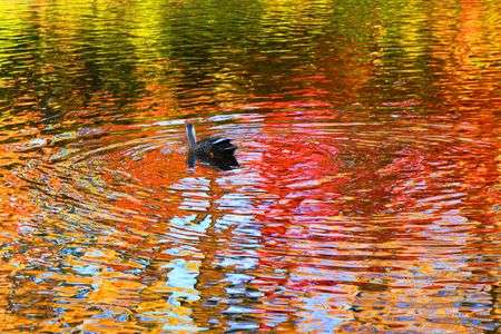 水面に映る紅葉。