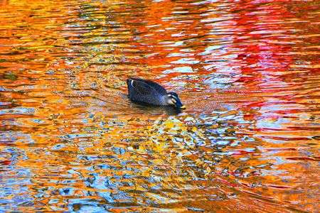 水面に映る紅葉。その２。