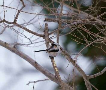 遠いよエナガちゃん…