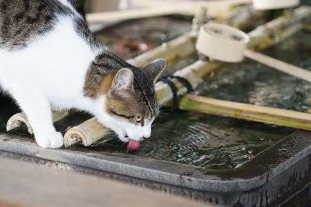 喉乾いたにゃー