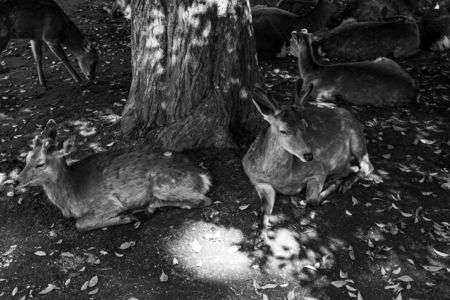 スナップ＠奈良