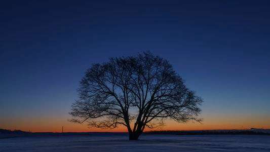 夜明けのハルニレ