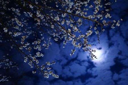 夜空に梅