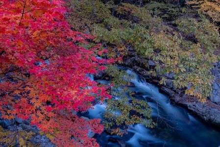 紅葉渓流
