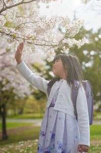 朝日を受けて朱鷺色に輝く