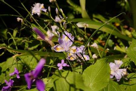 下を見てごらん　#フラワー2025#