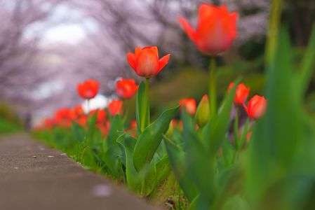 江川せせらぎ緑道・２０２２