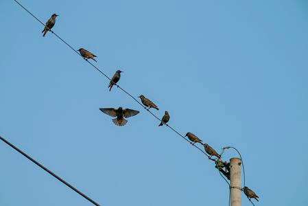 ホシムクドリ登場