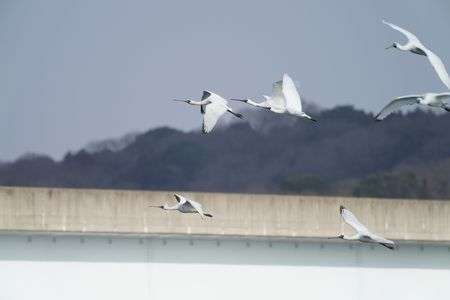 クロツラヘラサギの飛翔