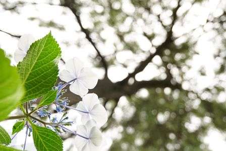 紫陽花の季節