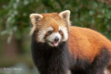 ココアちゃん_2019.07