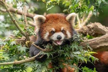 ひまちゃん_2019.07