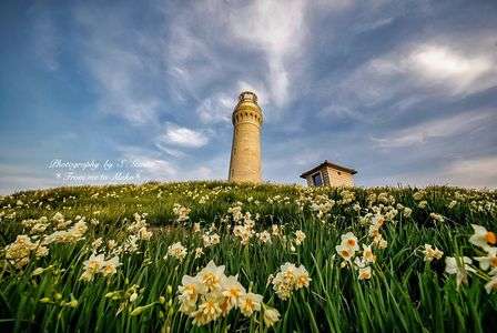 水仙に魅せられて