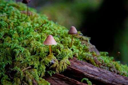 小さなキノコたち