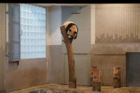 香香(シャンシャン)詣