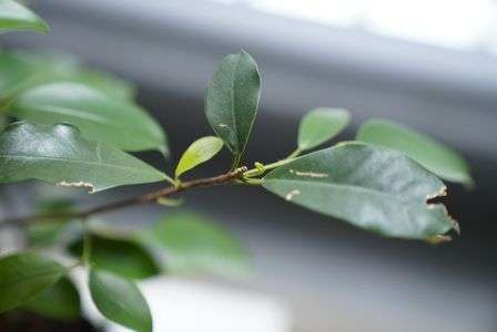 新葉にうっとり