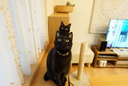 同じ顔が生えた！？