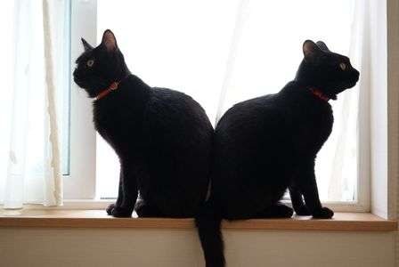 シンメトリーシンクロ