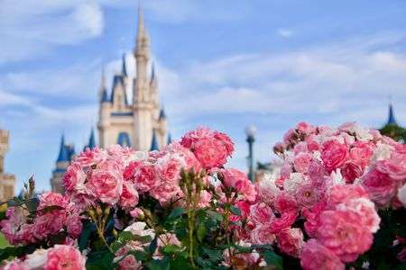 バラとシンデレラ城
