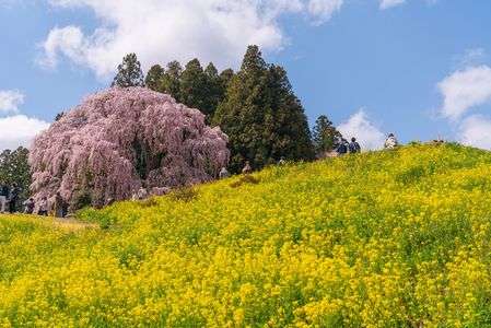 合戦場のしだれ桜