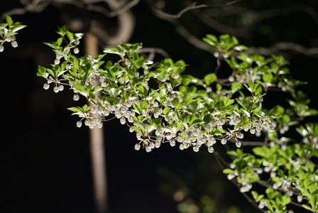 ドウダンツツジ