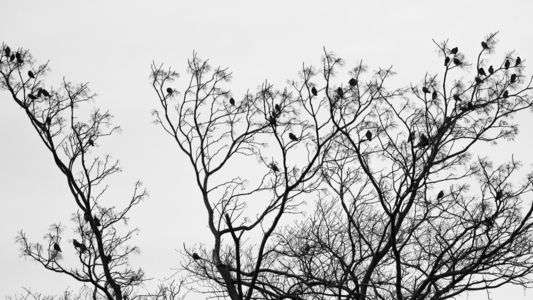 アパートメント