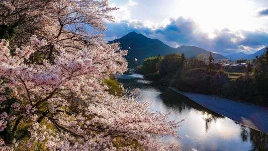 山郷の桜