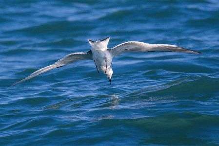 迷鳥クビワカモメの採餌（首輪鴎）