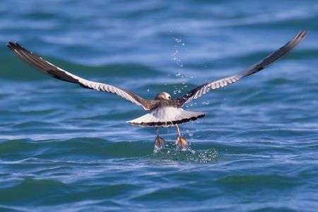 迷鳥クビワカモメの採餌（首輪鴎）