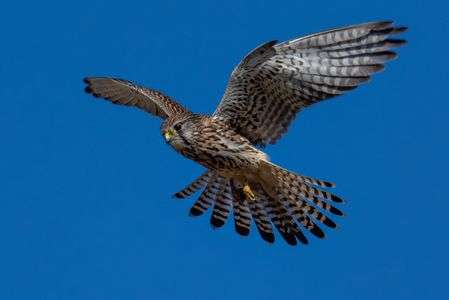 チョウゲンボウ（長元坊）の狩り
