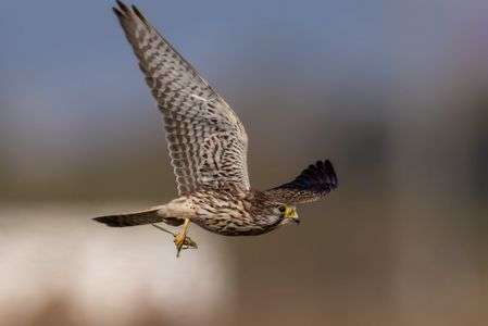 チョウゲンボウ（長元坊）の狩り