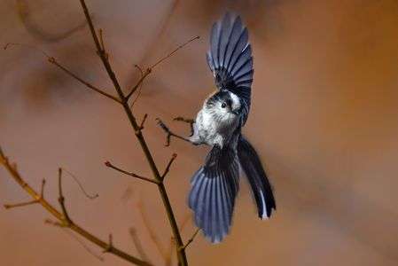 華やかな舞、エナガ（柄長）