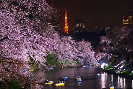 桜（ほぼ）満開！