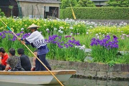 柳川の川下り〜花菖蒲を見ながら〜