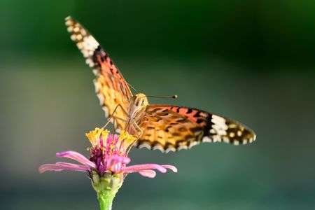 やっぱり花の蜜