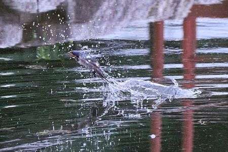 カワセミじゃない！？