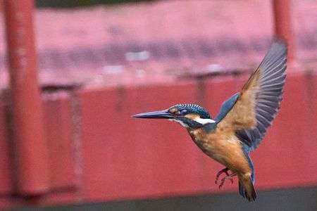 久しぶりのホバリング