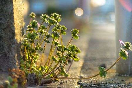 お早うございますのホトケノザ