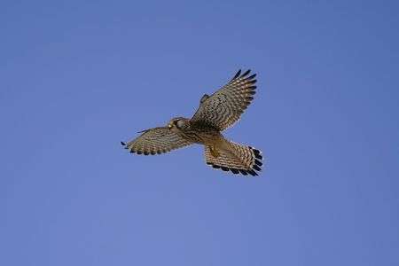 チョウゲンボウ-1