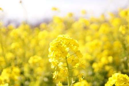 菜の花