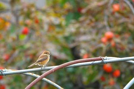 今季初撮り#モズ#