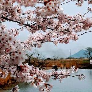 近江八幡水郷めぐり