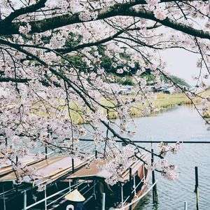 近江八幡水郷めぐり