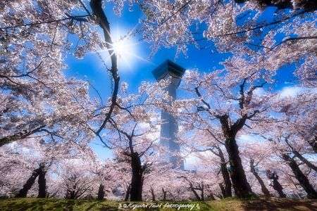 春満開！五稜郭タワー！