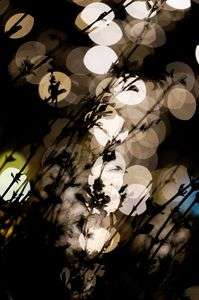 それは幻のような。