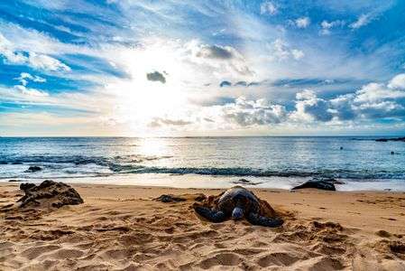 タートルズビーチinハワイ