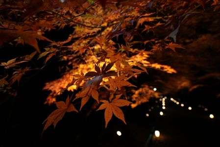 夜紅葉