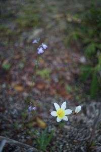 どこから来たの？