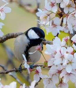 散り際の桜とシジュウカラ女子
