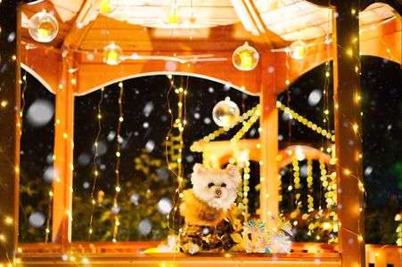 キャンドルナイト